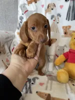 Rollo, a male Miniature Dachshund for sale in Fort Myers, FL – Photo 4 of 6