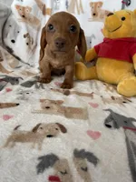 Rollo, a male Miniature Dachshund for sale in Fort Myers, FL – Photo 3 of 6