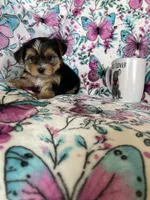 Ziggy, a male Yorkshire Terrier for sale in Fort Myers, FL – 6 of 8