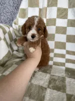 Cinnamon , a male Poodle - Toy  for sale in Fort Myers, FL – 2 of 7