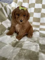 Ginger , a female Poodle - Toy  for sale in Fort Myers, FL – 1 of 6