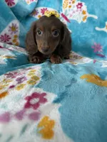 Twixie, a female Miniature Dachshund for sale in Fort Myers, FL – 4 of 10