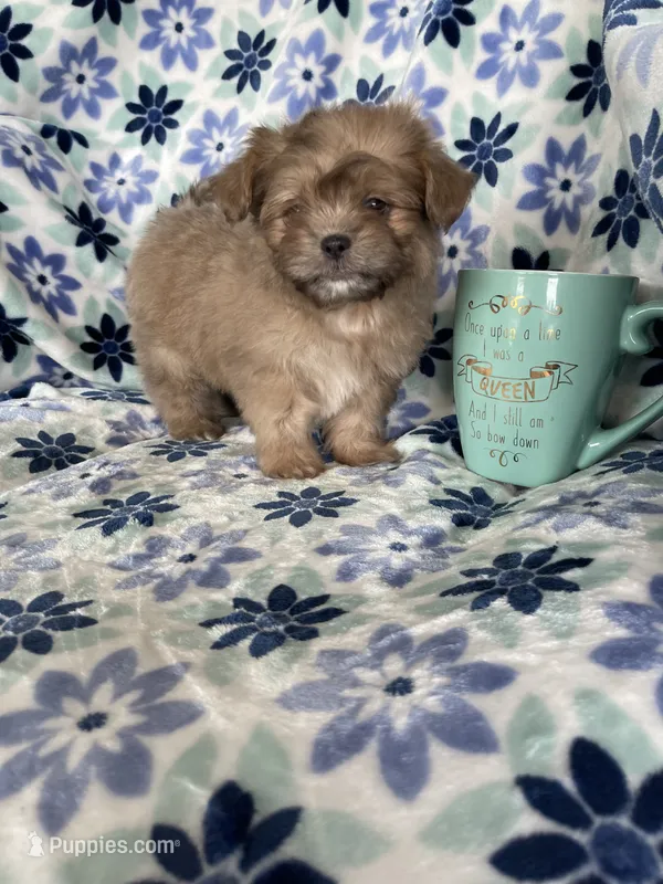 Gizmo – Shihpoo puppy for sale in Fort Myers, FL
