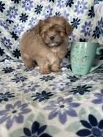 Gizmo, a male Shihpoo for sale in Fort Myers, FL – 1 of 9