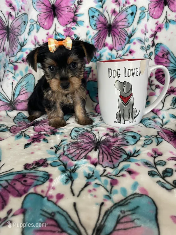 Gigi – Yorkshire Terrier puppy for sale in Fort Myers, FL