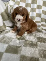 Blaze, a male Poodle - Toy  for sale in Fort Myers, FL – 2 of 6