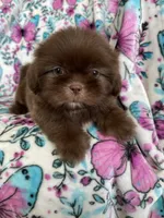 Dewey, a male Shih Tzu for sale in Fort Myers, FL – 2 of 8