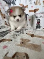 Buttercup , a female Pomeranian for sale in Fort Myers, FL – 5 of 7