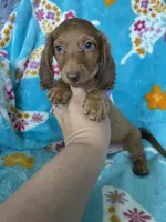 Truffle, a male Miniature Dachshund for sale in Fort Myers, FL – 7 of 7