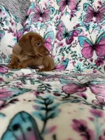 Noodle , a male Miniature Dachshund for sale in Fort Myers, FL – 7 of 7