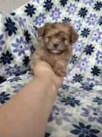 Gizmo, a male Shihpoo for sale in Fort Myers, FL – 8 of 9