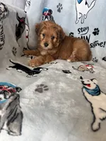 processed/ea1c1289-ca40-4274-aaea-9c86499c4cb7/listing/de416add-d947-4e38-a994-ca52daab7687/27494fad-02a3-4a34-aaba-7b4cf2e7db0a