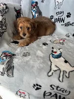 processed/ea1c1289-ca40-4274-aaea-9c86499c4cb7/listing/de416add-d947-4e38-a994-ca52daab7687/418f803e-988f-43e0-9697-d626bffc3b31