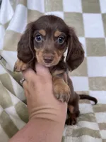 Rollo, a male Miniature Dachshund for sale in Fort Myers, FL – 2 of 6