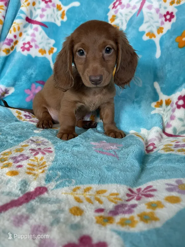 Rigatoni – Miniature Dachshund puppy for sale in Fort Myers, FL