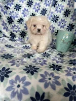 Chowder, a male Shihpoo for sale in Fort Myers, FL – 6 of 7