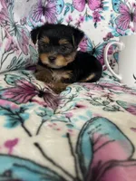 Oakley , a male Yorkshire Terrier for sale in Fort Myers, FL – 7 of 9