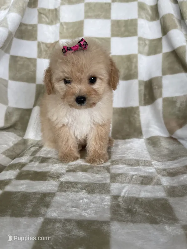 Stella  – Poodle - Toy  puppy for sale in Fort Myers, FL