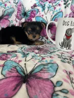 Chewy , a male Yorkshire Terrier for sale in Fort Myers, FL – 6 of 9