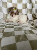 Mila, a female Poodle - Toy  for sale in Fort Myers, FL – 4 of 7
