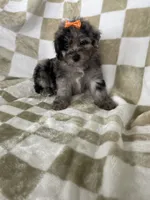Luna, a female Poodle - Toy  for sale in Fort Myers, FL – 2 of 7