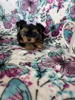 Dottie, a female Yorkshire Terrier for sale in Fort Myers, FL – 5 of 9
