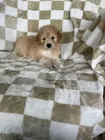 Nova, a male Miniature Goldendoodle for sale in Fort Myers, FL – 7 of 7