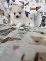 Sunny, a male Pomeranian for sale in Fort Myers, FL – 6 of 7