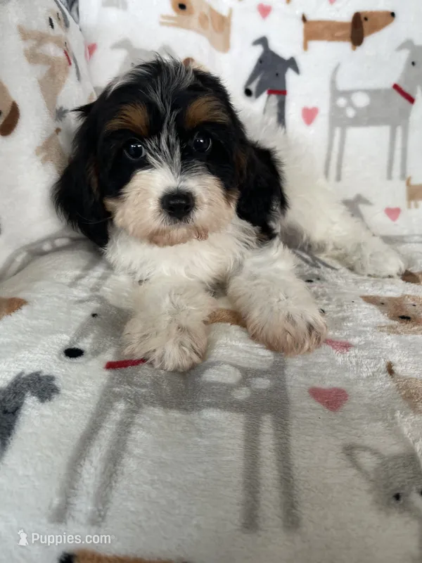 Biscuit  – Cavapoo puppy for sale in Fort Myers, FL