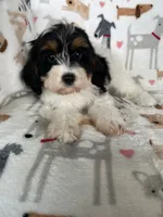 Biscuit , a male Cavapoo for sale in Fort Myers, FL – 1 of 6