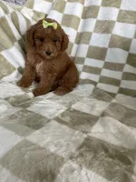 Ginger , a female Poodle - Toy  for sale in Fort Myers, FL – 5 of 6