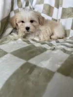 Ollie, a male Maltipoo for sale in Fort Myers, FL – 2 of 6
