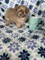 Gizmo, a male Shihpoo for sale in Fort Myers, FL – 7 of 9