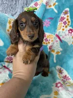 Brownie , a female Miniature Dachshund for sale in Fort Myers, FL – 5 of 7