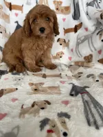 Rusty , a male Cavapoo for sale in Fort Myers, FL – 6 of 7