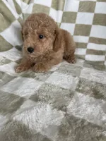 Kimchi, a female Poodle - Toy  for sale in Fort Myers, FL – 5 of 6