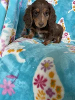 Fudge, a male Miniature Dachshund for sale in Fort Myers, FL – 5 of 6