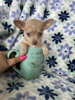 Lola , a female Chihuahua for sale in Fort Myers, FL – Photo 4 of 8