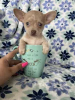 Lola , a female Chihuahua for sale in Fort Myers, FL – Photo 2 of 8