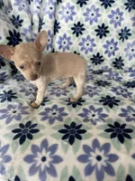 Lola , a female Chihuahua for sale in Fort Myers, FL – Photo 8 of 8