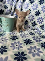 Lola , a female Chihuahua for sale in Fort Myers, FL – Photo 5 of 8