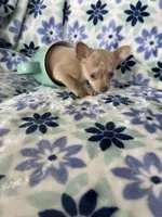 Lola , a female Chihuahua for sale in Fort Myers, FL – Photo 7 of 8