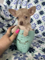 Lola , a female Chihuahua for sale in Fort Myers, FL – Photo 3 of 8