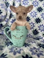 Lola , a female Chihuahua for sale in Fort Myers, FL – Photo 6 of 8