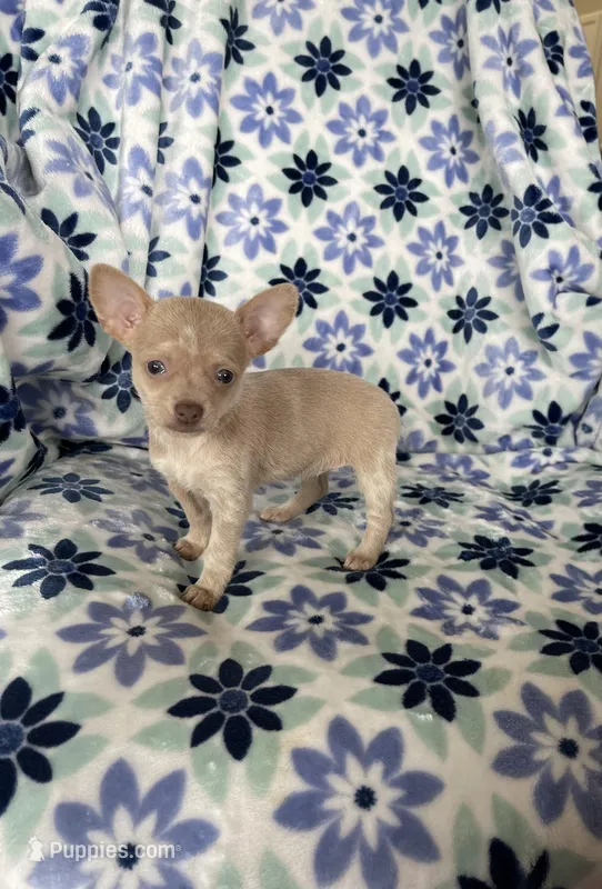 Lola  – Chihuahua puppy for sale in Fort Myers, FL