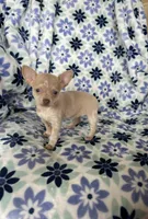 Lola , a female Chihuahua for sale in Fort Myers, FL – Photo 1 of 8