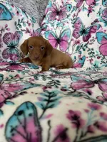Noodle , a male Miniature Dachshund for sale in Fort Myers, FL – 6 of 7