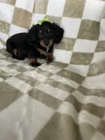 Dotty , a female Miniature Dachshund for sale in Fort Myers, FL – 5 of 7