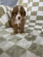 Cinnamon , a male Poodle - Toy  for sale in Fort Myers, FL – 5 of 7
