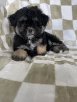 Shadow , a male Maltipoo for sale in Fort Myers, FL – 3 of 7